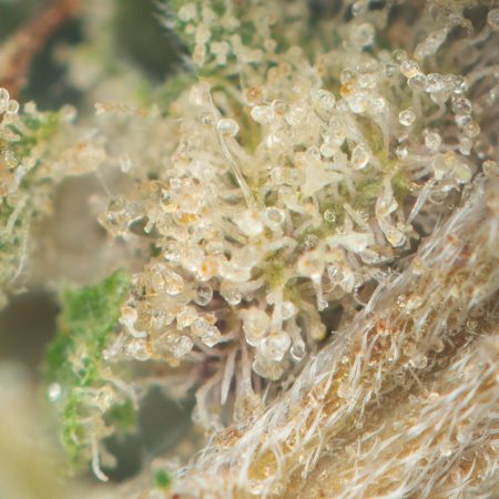 Buy Banana Frosting Strain Online Green Society