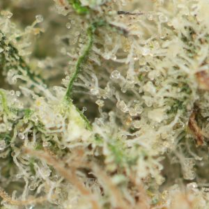 Buy Berry Pie Strain Online Green Society