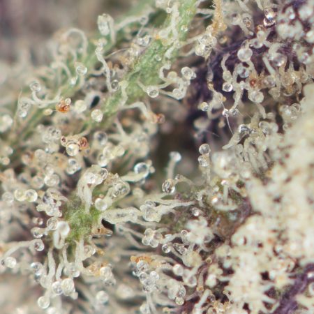 Buy Bio-Chem Strain Online Green Society