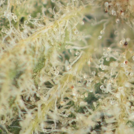 Buy Fruit Gushers Strain Online Green Society