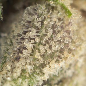 Buy Ghost Dawg Strain Online Green Society