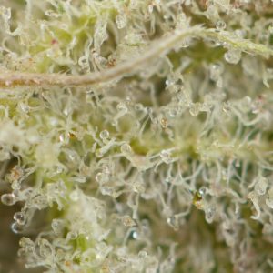 Buy Lemon Pound Cake Strain Online Green Society