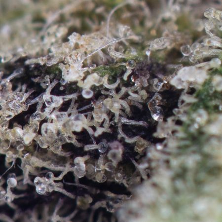 Buy Lucky Charms Strain Online Green Society