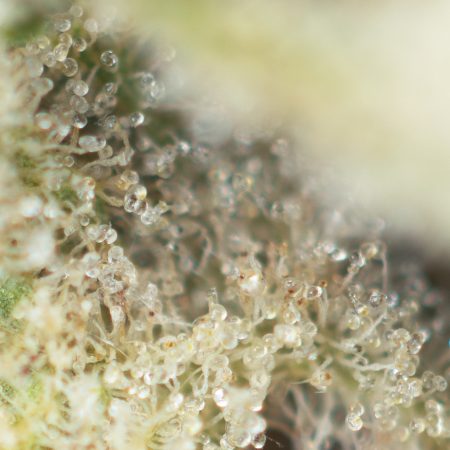 Buy Melonade Strain Online Green Society