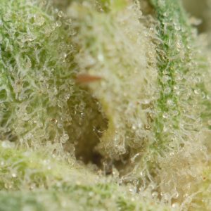 Buy Pineapple Express Online Green Society