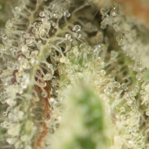 Buy Pure Kush Strain Online Green Society