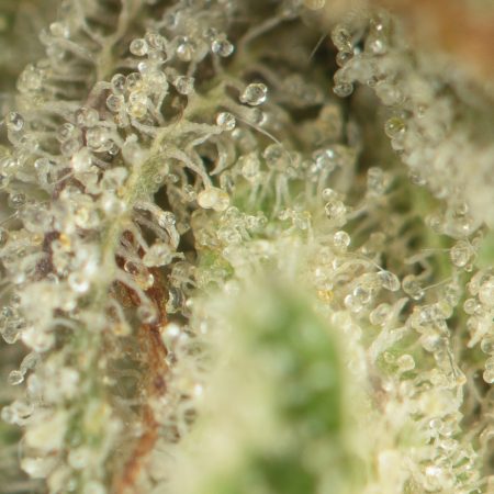 Buy Pure Kush Strain Online Green Society