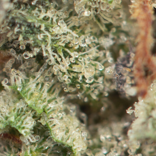 Buy Purple Kush Online Green Society