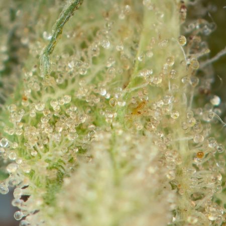 Buy Skywalker OG Online Green Society