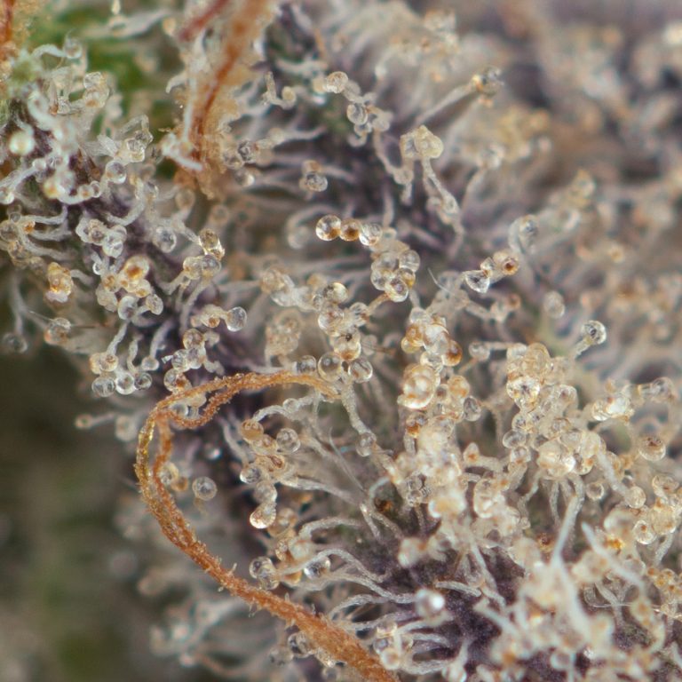 Black Truffle Strain Buy Weed Online Green Society