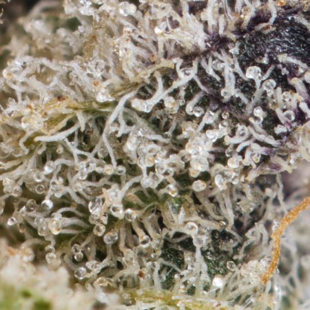 Buy Do-Si Dos Strain Online Green Society