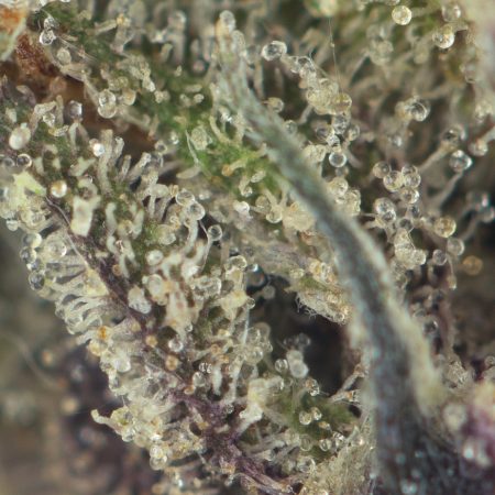 Buy Vice City Strain Online Green Society