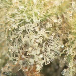 Buy Blue Cheese Strain Online Green Society
