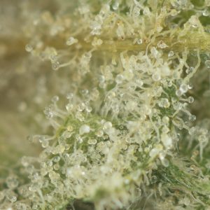 Buy Cherry Pie Strain Online Green Society