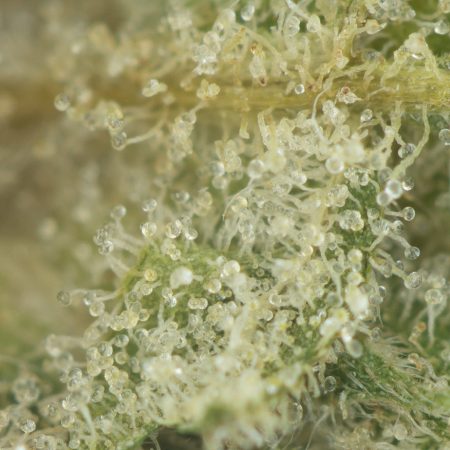 Buy Cherry Pie Strain Online Green Society