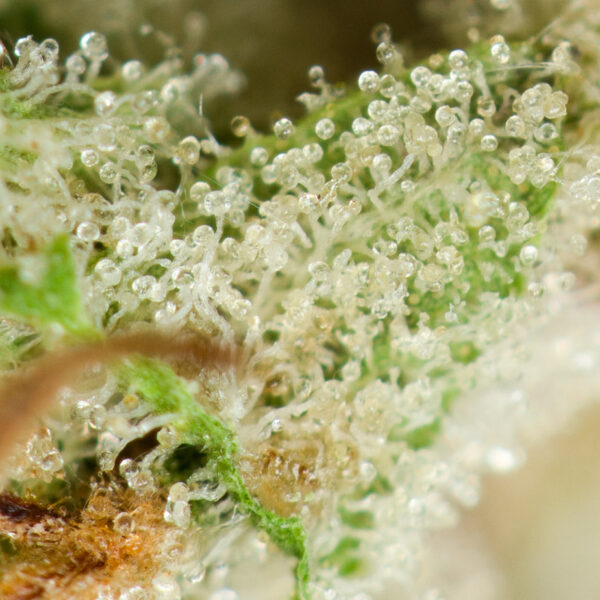 Buy Cotton Candy Kush Online Green Society
