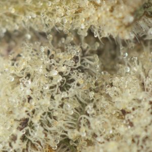 Buy Forum Cut Girl Scout Cookies Online Green Society