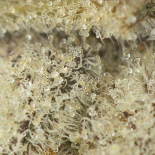 Buy Forum Cut Girl Scout Cookies Online Green Society