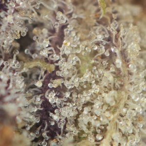 Buy Gary Payton Strain Online Green Society