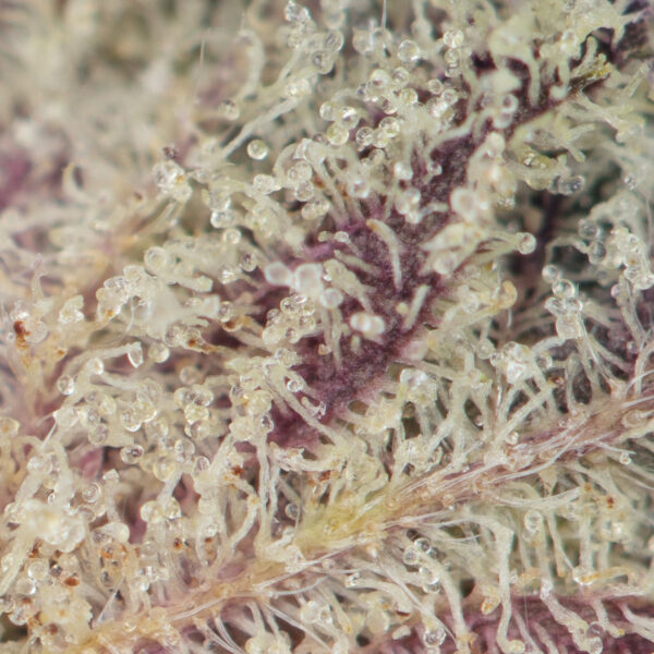 Buy Gelato #33 Online Green Society