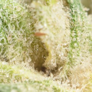 Buy Glookies Strain Online Green Society