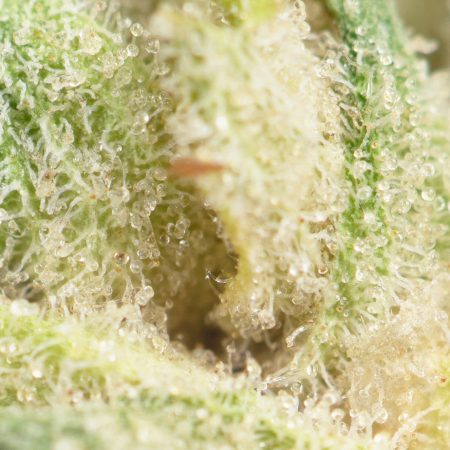 Buy Glookies Strain Online Green Society