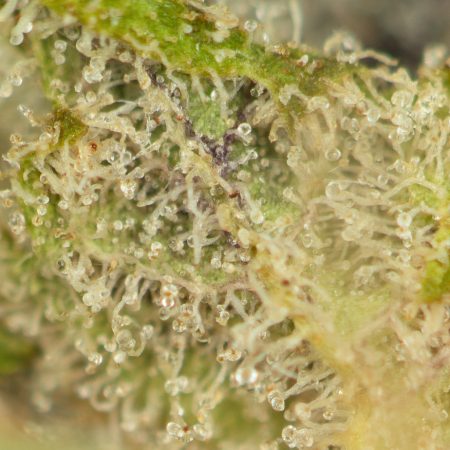Buy Ice Cream Cake Strain Online Green Society