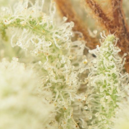 Buy Orange Crush Strain Online Green Society