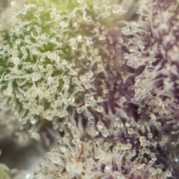 Buy Slurricane IX Strain Online Green Society