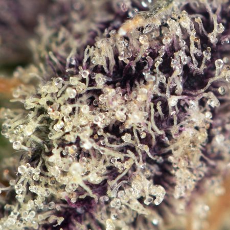Buy Wedding Cake Strain Online Green Society