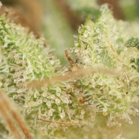 Buy Chemdawg 91 Online Green Society