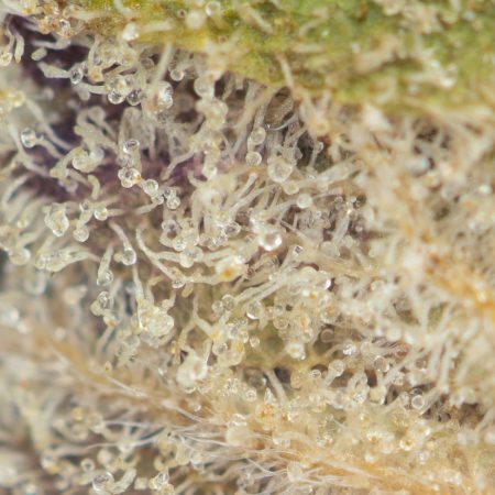 Buy Georgia Pie Strain Online Green Society