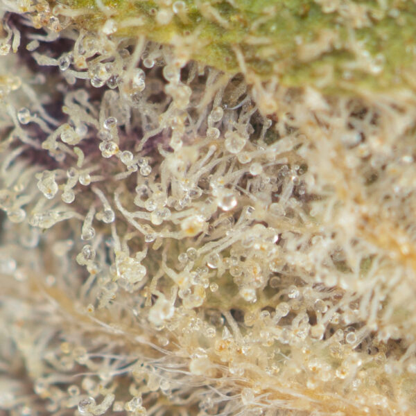 Buy Georgia Pie Strain Online Green Society