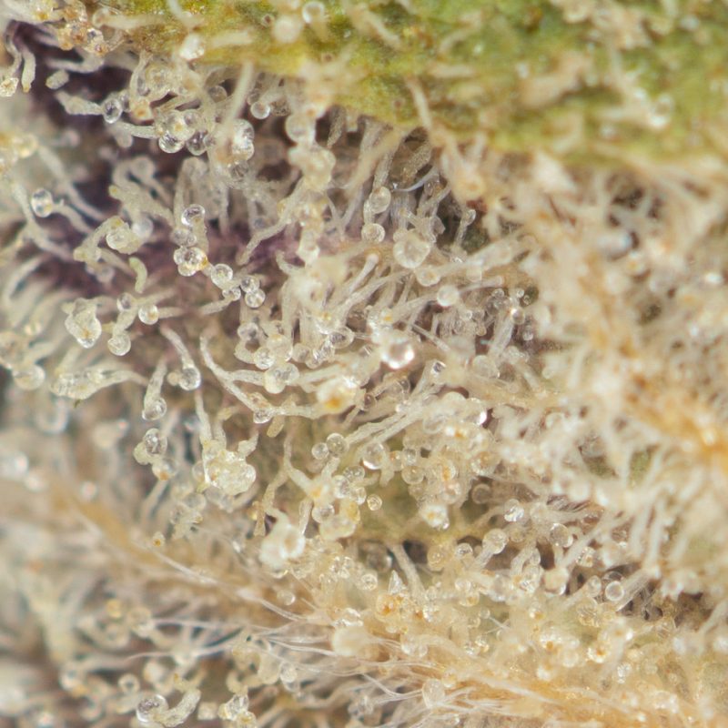 Pie Buy Weed Online Green Society