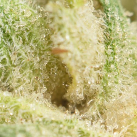 Buy Hawaiian Cookies Strain Online Green Society
