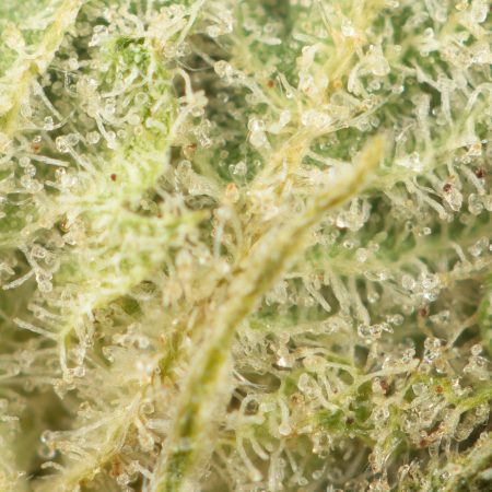Buy Headband Strain Online Green Society