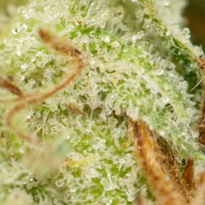 Buy SFV OG Kush Online Green Society