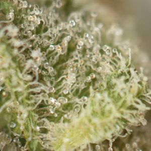 Buy Galactic Gas Strain Online Green Society