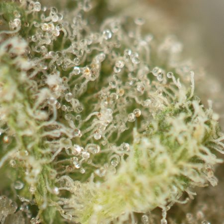 Buy Galactic Gas Strain Online Green Society