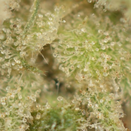 Buy Hidden Pastry Online Green Society