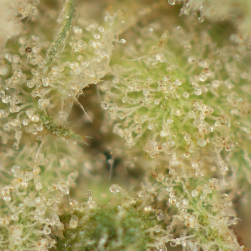 Hidden Pastry Strain Buy Weed Online Green Society