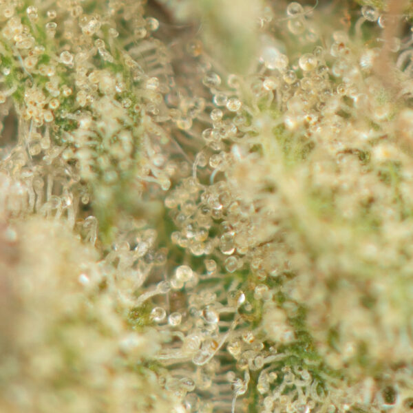 Buy Island Pink Kush Online Green Society