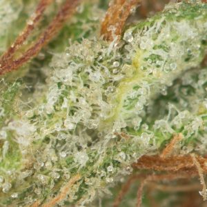 Buy Lavender Kush Online Green Society