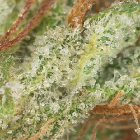 Buy Lavender Kush Online Green Society