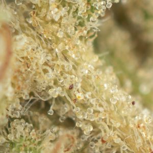 Buy OG Kush Online Green Society