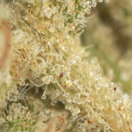 Buy OG Kush Online Green Society