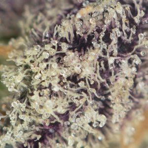 Buy Oreoz Strain Online Green Society
