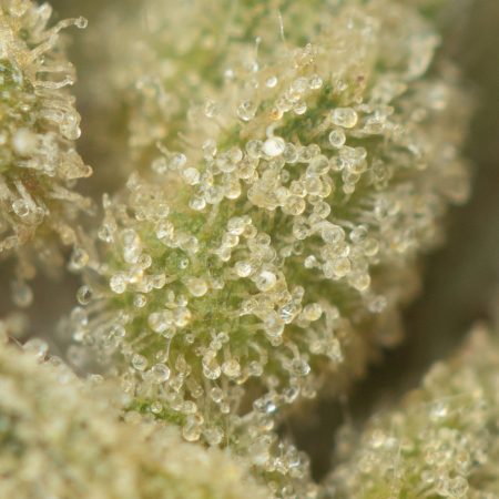 Buy Sour Amnesia Haze Online Green Society