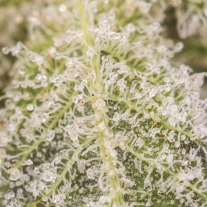 Buy Sour Maui Online Green Society