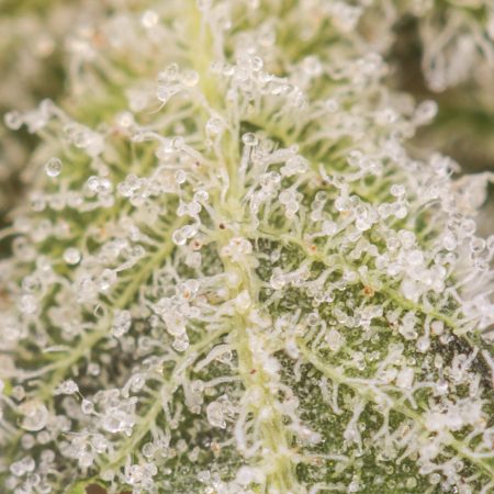 Buy Sour Maui Online Green Society